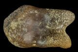 Theropod Phalange (Toe Bone) - Judith River Formation #129810-2
